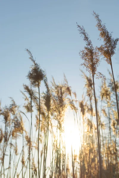 Torr gul käpp på en bakgrund av blå himmel — Stockfoto