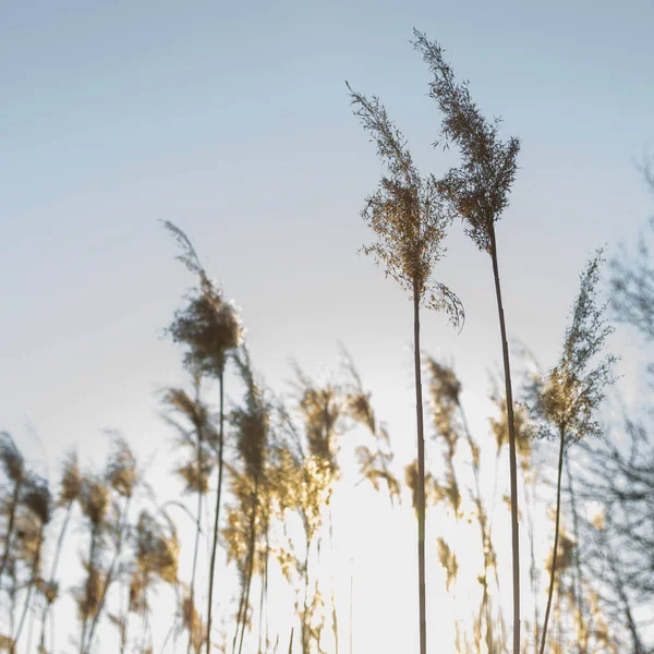 Torr gul käpp på en bakgrund av blå himmel — Stockfoto