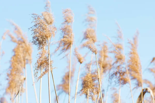 Torr gul käpp på en bakgrund av blå himmel — Stockfoto