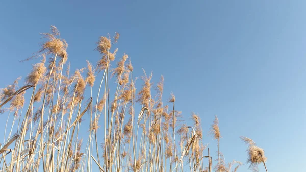 Caña amarilla seca sobre un fondo de cielo azul —  Fotos de Stock