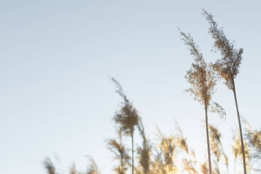 Mavi gökyüzünün arka planında kuru sarı baston