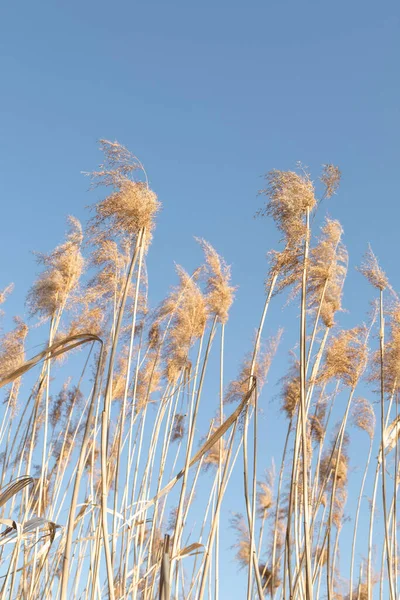 Caña amarilla seca sobre un fondo de cielo azul —  Fotos de Stock