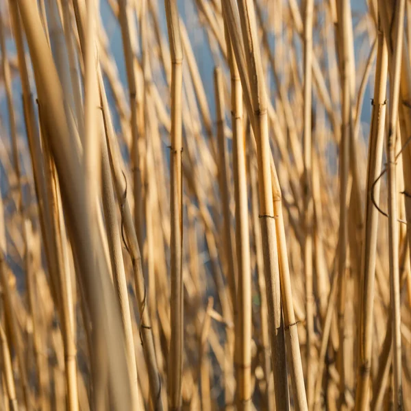 Steli di canna giallo secco primo piano sparato dal fiume — Foto Stock