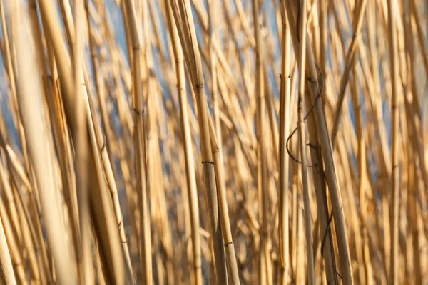 Dry yellow cane stalks close-up shot by the river — Stock Photo, Image