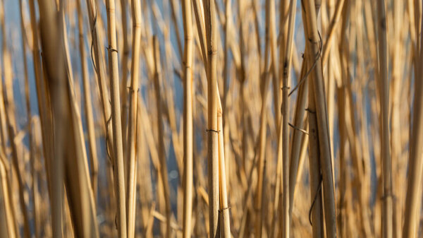 Сухой жёлтый тростник крупным планом на берегу реки
