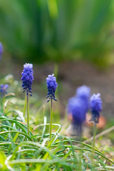 Muscari çiçekleri bahar bahçesinde cahildir. Bahçe bitkileriyle ilgilen. Muhteşem bir çiçek.