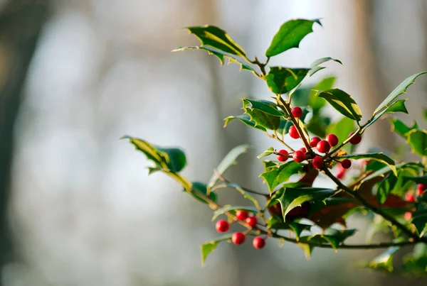 Holly Tree with Red Berries