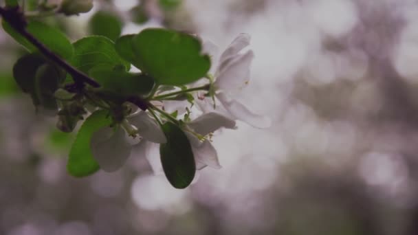 Galho de maçã com flores e um botão . — Vídeo de Stock