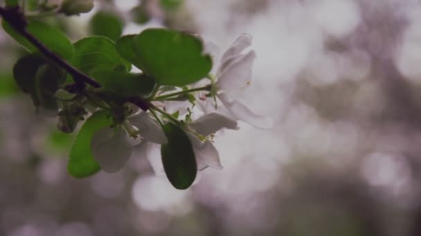 Větévku s květinami a bud. — Stock video