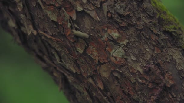 Caméra parcourt la texture d'un tronc d'arbre sur un fond de forêt — Video