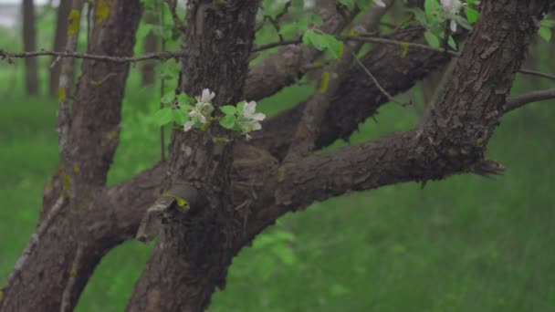 Kmen jabloně s rozkvetlé květy na něm na pozadí zeleně — Stock video