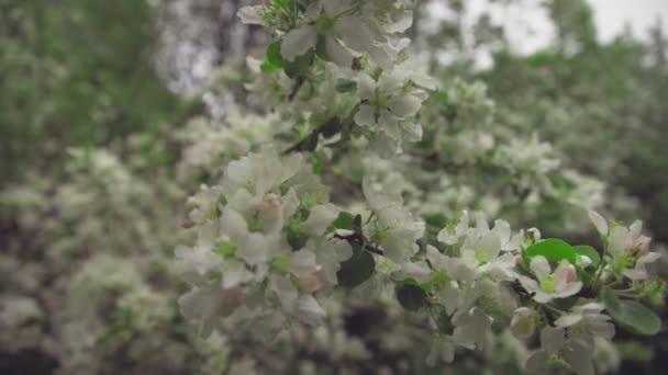 Apple twig with flowers and a bud. — Stock Video