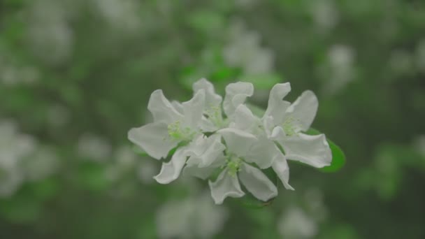 Flores blancas en las ramas Manzano — Vídeos de Stock