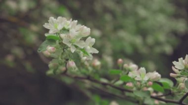 Dalları elma ağacı üzerinde beyaz çiçekler