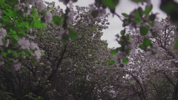 Flowering crabapple tree — Stock Video