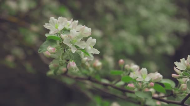 Vita blommor på grenar äppelträdet — Stockvideo