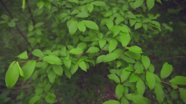 Grandes hojas verdes moviéndose en el viento — Vídeo de stock