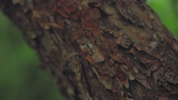 Texture of bark of oak tree — Stock Video