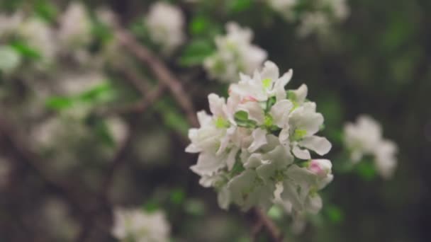 Weiße Blüten auf den Ästen Apfelbaum — Stockvideo