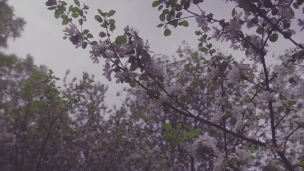 Flowering crabapple tree — Stock Video