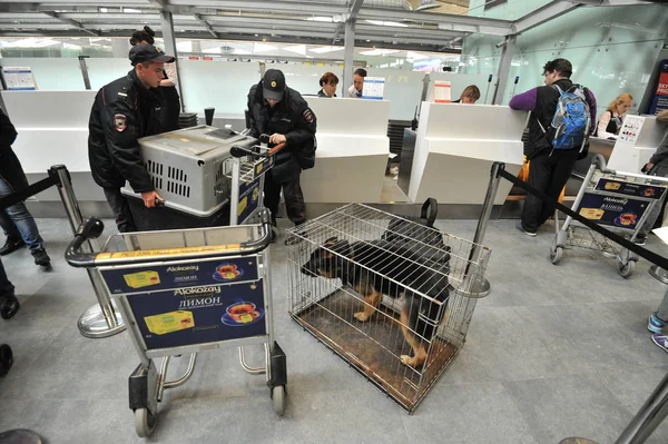 Поліція з собаками в аеропорту — стокове фото