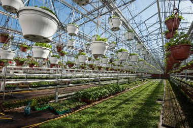 Sera sebze olumlu koşullar altında büyüyen