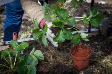 Arka bahar zamanında kendi el tarafından yapılan özel donanımlı sera toprağa içine özel tencere gelen çilek fidan dikim.