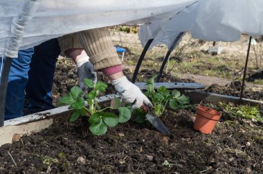 Arka bahar zamanında kendi el tarafından yapılan özel donanımlı sera toprağa içine özel tencere gelen çilek fidan dikim.