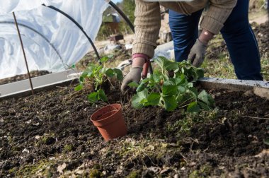 Arka bahar zamanında kendi el tarafından yapılan özel donanımlı sera toprağa içine özel tencere gelen çilek fidan dikim.