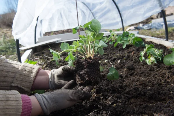 Plantales de terrícolas en el invernadero — Foto de Stock