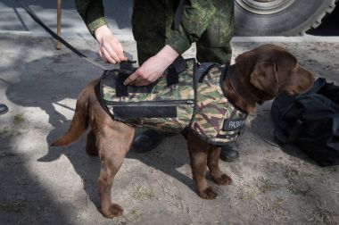 Savaşçılar lağımcılar hizmet köpekler