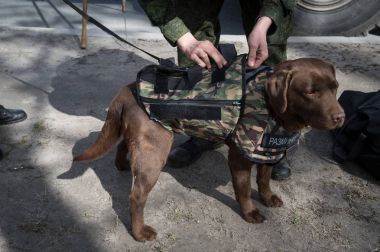 Savaşçılar lağımcılar hizmet köpekler