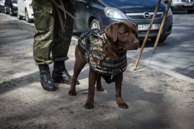 Savaşçılar lağımcılar hizmet köpekler