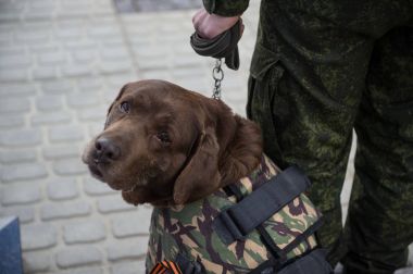 Savaşçılar lağımcılar hizmet köpekler