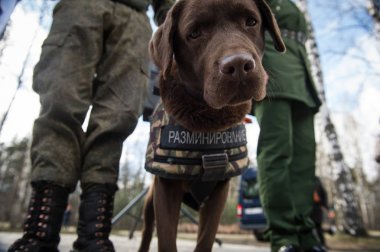 Savaşçılar lağımcılar hizmet köpekler