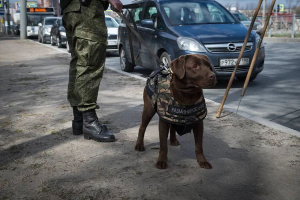 Savaşçılar lağımcılar hizmet köpekler