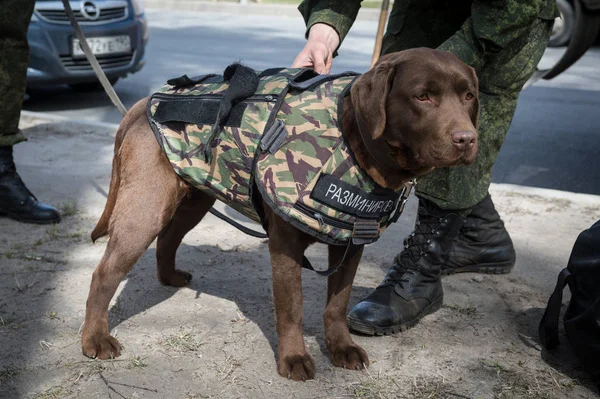Savaşçılar lağımcılar hizmet köpekler