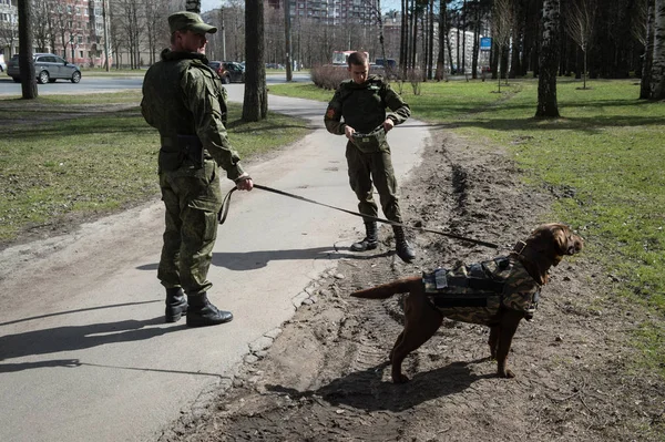 St. Petersburg, Rusya Federasyonu - 12 Mayıs 2017: Lağımcılar şehir parkında beceri üzerinde gösteri gösteriler için hizmet köpekler hazırlamak.
