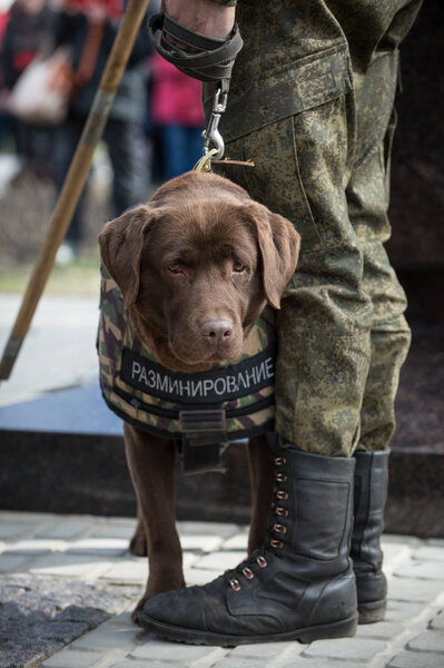 Warriors sappers with service dogs