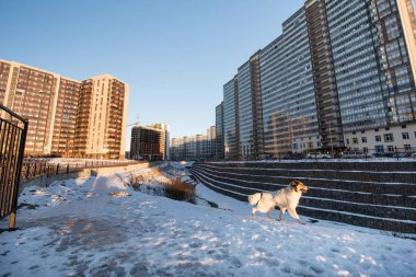 Bir köpek bir konut microdistrict eteklerinde