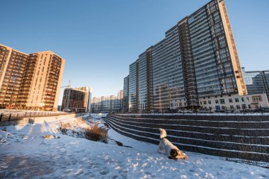 Bir köpek bir konut microdistrict eteklerinde