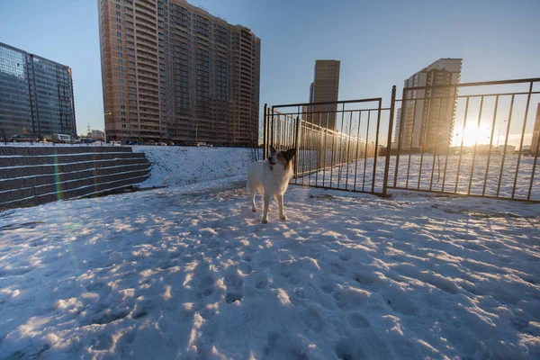 Bir köpek bir konut microdistrict eteklerinde