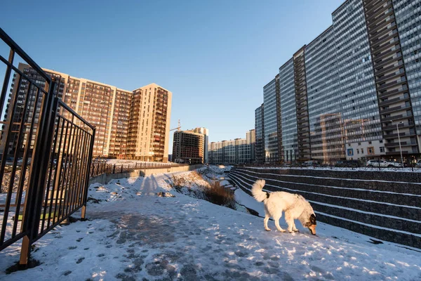 Bir köpek bir konut microdistrict eteklerinde