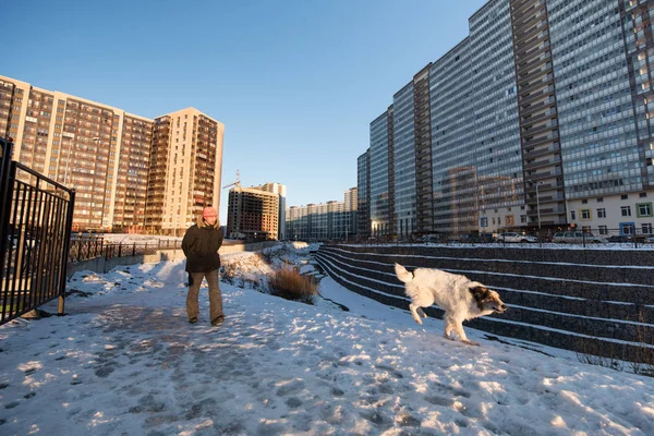 St. Petersburg, Rusya - 21 Ocak 2017: Şehrin yeni yerleşim bölgesi. Bir sigara safkan köpek eteklerinde kürek çekmeye güneşli bir kış.