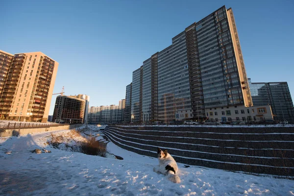 Petersburg Ryssland Januari 2017 Nya Bostadsområde Staden Paddling Icke Stamtavla — Stockfoto