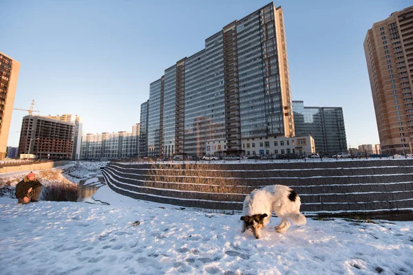 Bir köpek bir konut microdistrict eteklerinde