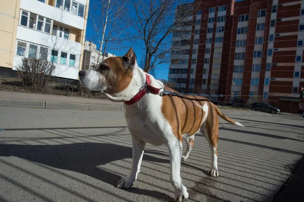 Αμερικανικό terrier staffordshire — Φωτογραφία Αρχείου