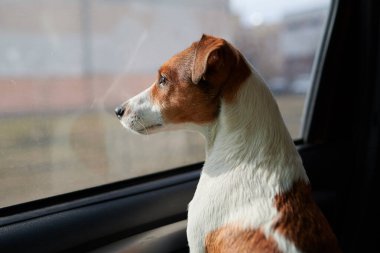 Köpek Jack Russell Terrier merakla arabanın camına bakıyor. Parlak güneş ışığı. Yumuşak çizimler. Park yerindeki şoförün sahibini bekliyorum. Açık kahverengi ve beyaz.