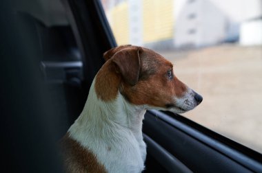 Köpek Jack Russell Terrier merakla arabanın camına bakıyor. Parlak güneş ışığı. Yumuşak çizimler. Park yerindeki şoförün sahibini bekliyorum. Açık kahverengi ve beyaz.