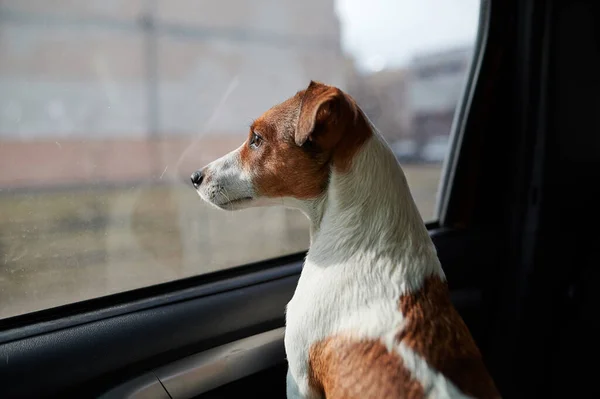 Pies Jack Russell Terrier Dziwnie Patrzy Okno Samochodu Jasne Światło — Zdjęcie stockowe